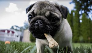 vegane-Hundekekse selber machen Mops Knochen