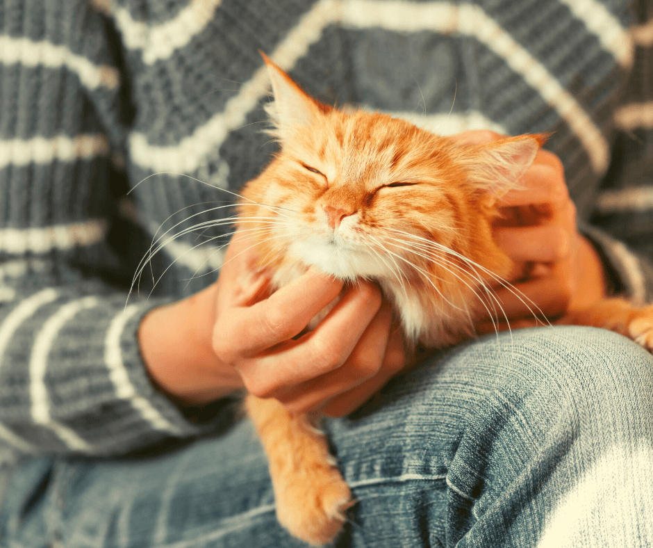 Frau und Katze verstehen sich dank Tierkommunikation