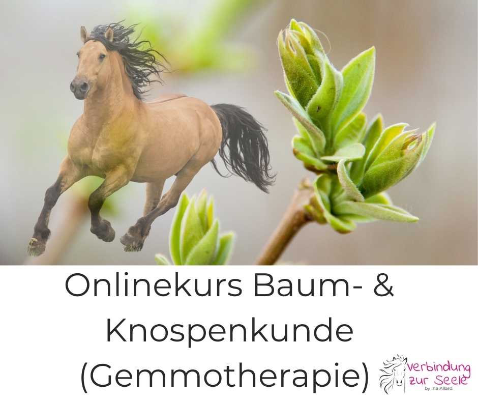 Pferd Baumknospe Gemmotherapie für Tiere Baum und Knospenkunde Onlinekurs