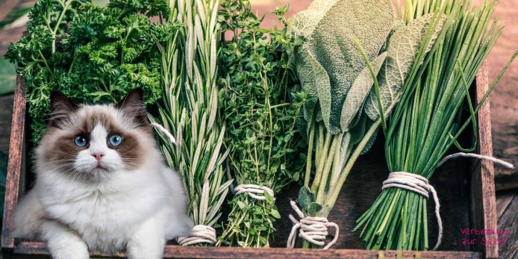 Katze Kräuter und Heilsame Pflanzen Heilpflanzen für Tiere Onlinekurs
