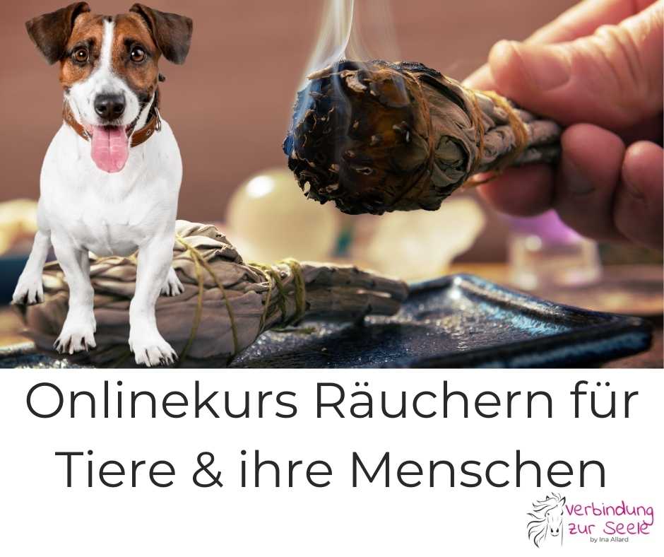 Hund Salbeistick Räucherkurs online für Tiere und Menschen heilsames Räuchern ernergtisch